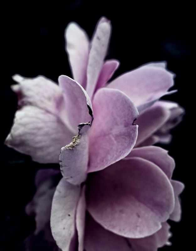 摄影大师作品集，各种相机RAW原片、可商用图片视频等资源图集素材下载网站