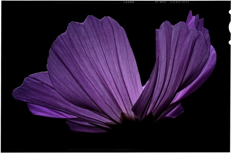 摄影大师作品集，各种相机RAW原片、可商用图片视频等资源图集素材下载网站