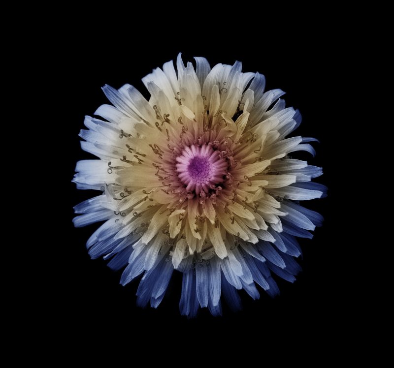 摄影大师作品集，各种相机RAW原片、可商用图片视频等资源图集素材下载网站